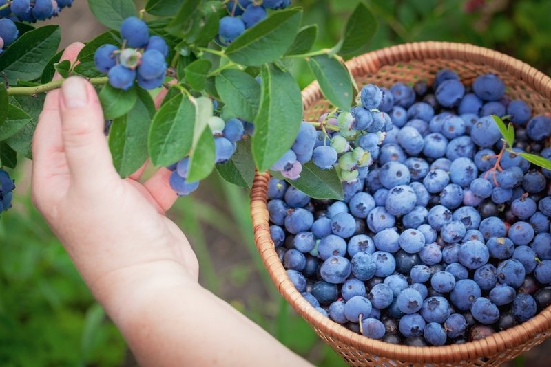 10 Best Healthy Foods For Soccer Players