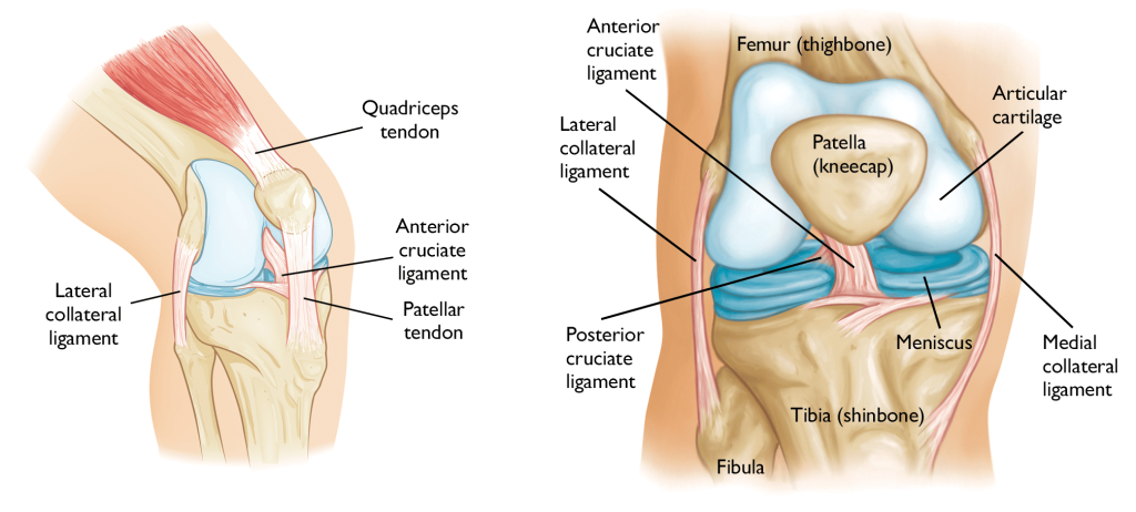 How To Prevent Soccer Knee Injuries With Knee Exercises